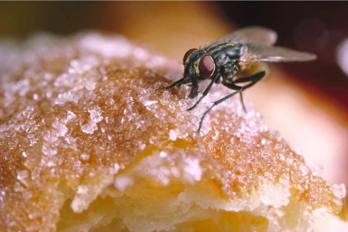 como espantar moscas da cozinha